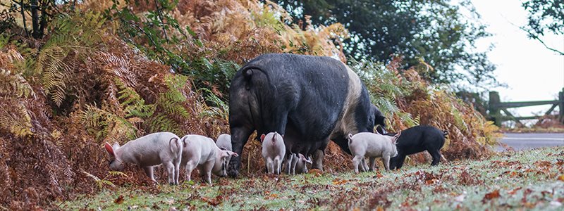 Pannage Pigs