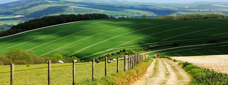 South Downs Way